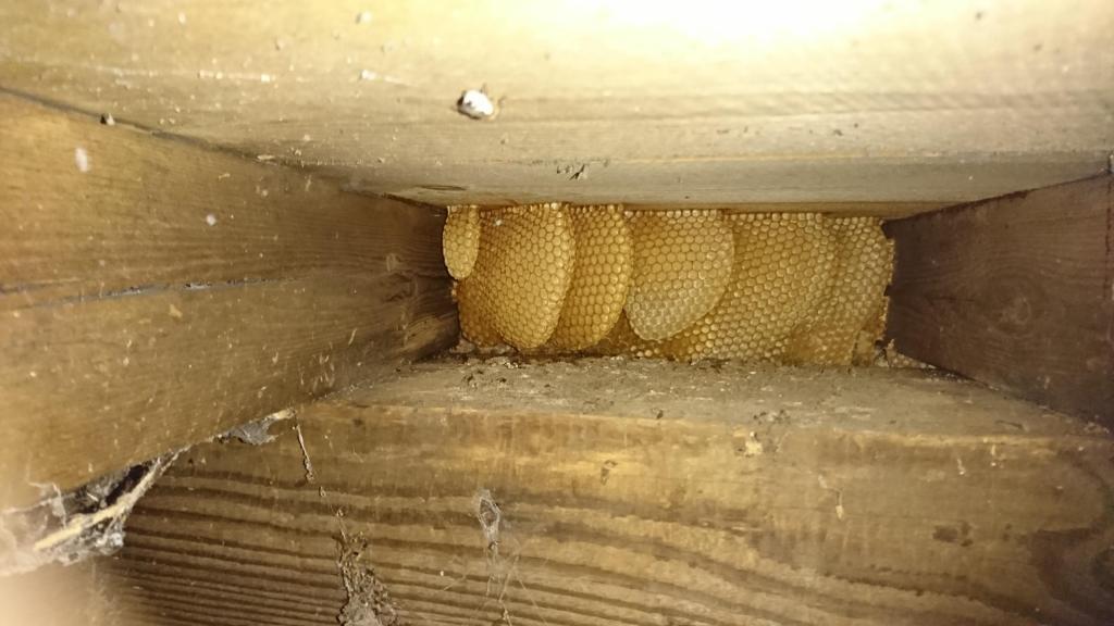 The top of the bees nest (Jan 2019)